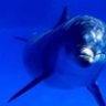 HomoDelphinus
